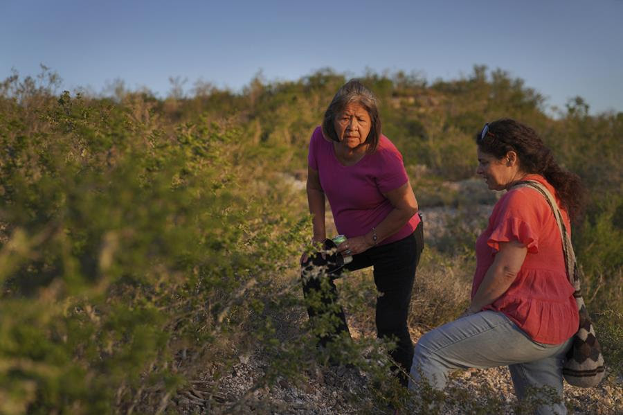 Two people stand in a field of greenery looking for peyote among the plants.