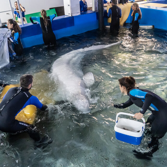 Aquarium workers in a pool with a Beluga whale.
