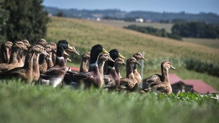 'Ça pourrait arriver en France' : les autorités françaises restent attentives à l'évolution de la grippe aviaire dans le monde