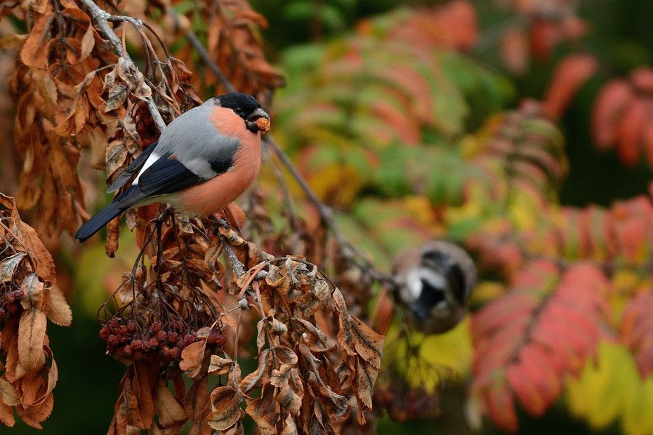 'Ils ont du mal à s'adapter aux forêts qui se réchauffent' : quels sont les oiseaux forestiers 'en déclin' en Auvergne-Rhône-Alpes ?