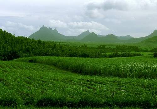 Mauritius sugar plantation
