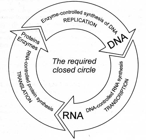 Gitt: Le cercle de la vie: protéines, ADN, ARN
