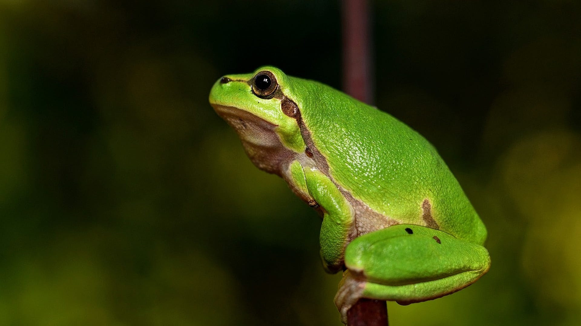  Amphibians in the Mine: “The Frogs and Salamanders Are Telling Us…It Is a Matter of Their Survival and Ours.” Https%3A%2F%2Fsubstack-post-media.s3.amazonaws.com%2Fpublic%2Fimages%2Fc58fb184-25bc-48f5-97e0-88d03e22799c_1920x1080