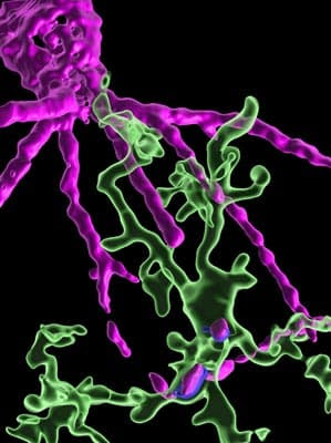 A schematic of microglia (green) interacting with the perinue