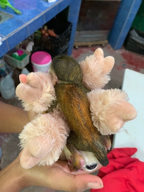 Top view of baby squirrel monkey on stuffed animal
