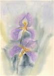 Purple Iris - Posted on Saturday, November 22, 2014 by Leslie Reid Brasher