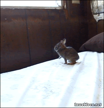 http://49.media.tumblr.com/14032dafe1b26335aca2cbee08c39695/tumblr_o0lx02VDnM1slwrsuo1_400.gif