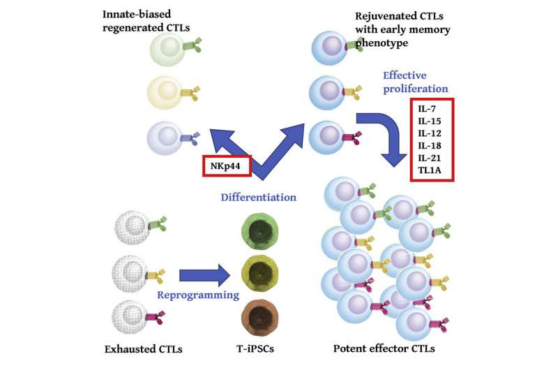 Building stronger anti-cancer therapies with stem cells