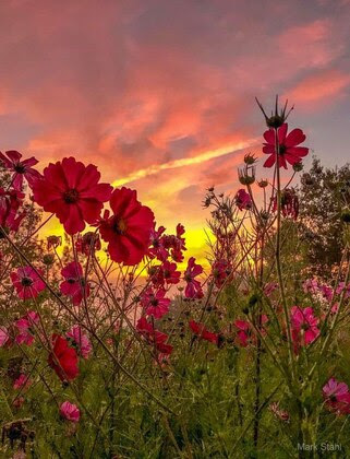 Flower-Poppy-Sky