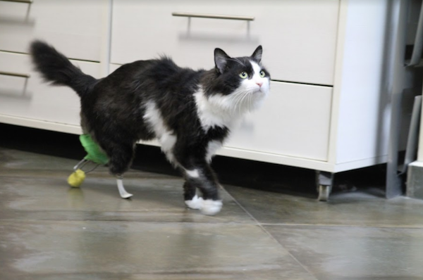 Pooh, the sweet guy who lost his back legs, got a new pair of prosthetic legs. PoohWalkingNoCredit