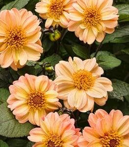 Dahlightful Georgia Peach dahlia