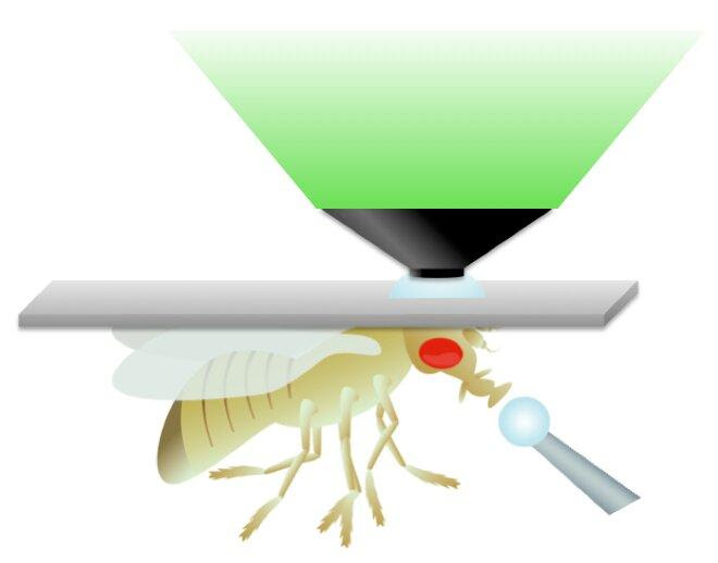 Scientists at the Unviersity of Michigan used light as a tool to activate key neurons to study the effects of a high-sugar diet in fruit flies