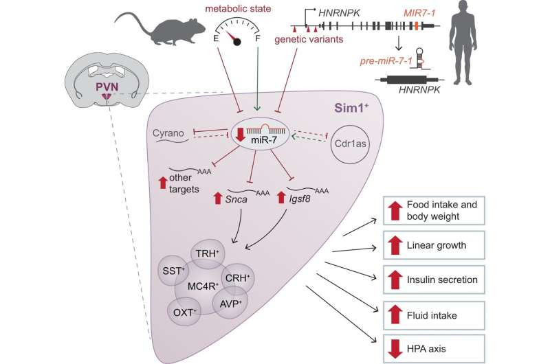 How genetics influences our body weight beyond genes