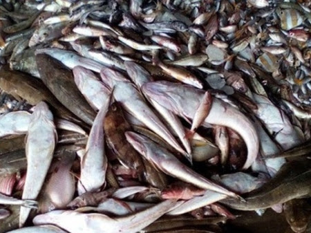 Cá chết hàng loạt ở biển miền Trung. Nguồn: internet