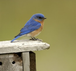 Bluebird on box