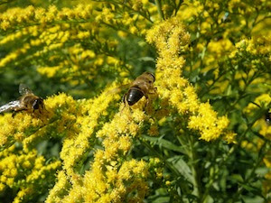 bees on goldenrod