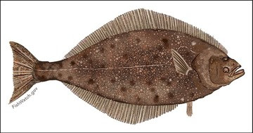 Pacific Halibut illustration