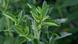 Planta Stevia rebaudiana