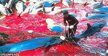 matanza de delfines en Japón