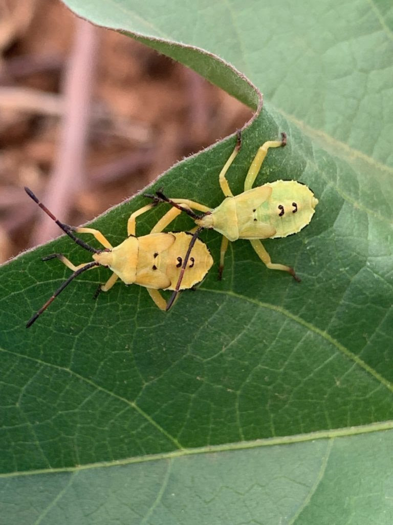 Two light yellowish green bugs sit on top of a large green cotton leaf