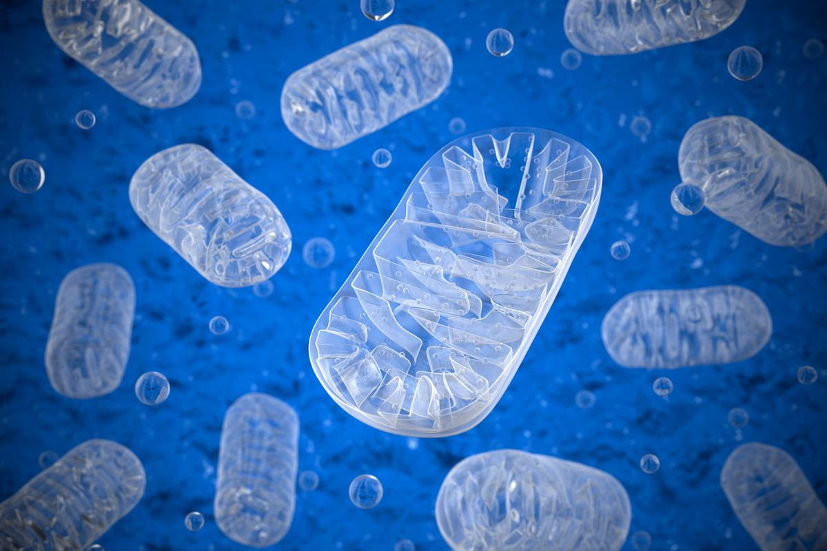 A new understanding of mitochondria dysfunction in mice has uncovered a potential new treatment target for obesity