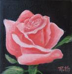 Pink Rose Study - Posted on Tuesday, March 31, 2015 by Ruth Stewart
