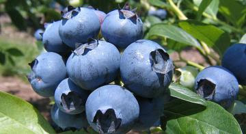 Arándano es la octava fruta de mayor superficie comercial agraria en Chile