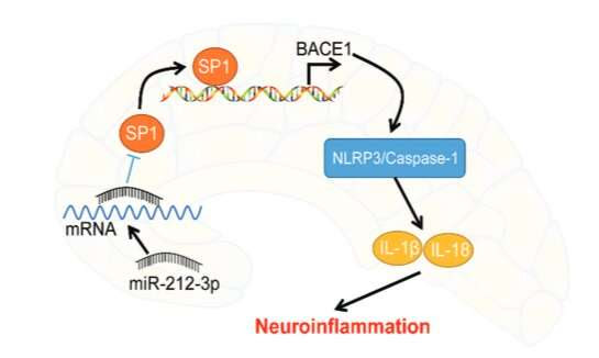 A small molecule could help suppress inflammation and protect brain cells, offering potential new strategies for Alzheim