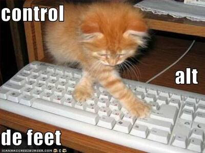 Cat-uses-the-keyboard