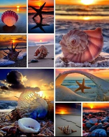 Shells-collage