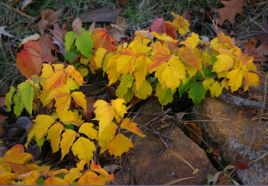 poison ivy in the fall