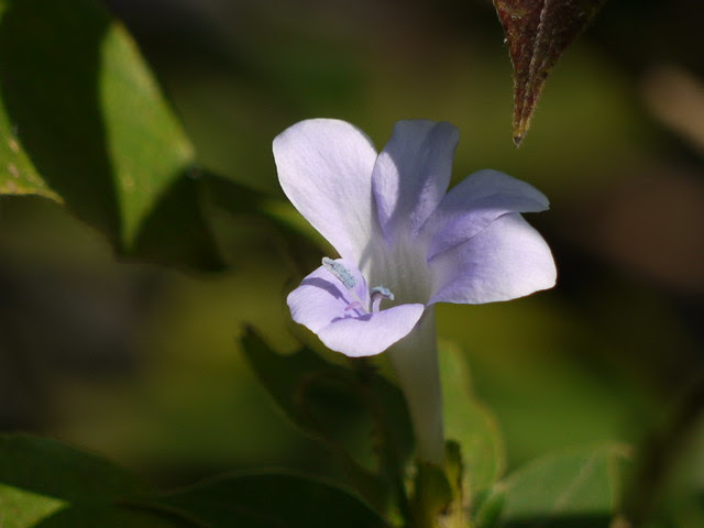 Barleria strigosa