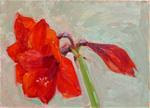 Amaryllis,still life,oil on canvas,9x12,price$275 - Posted on Thursday, March 19, 2015 by Joy Olney