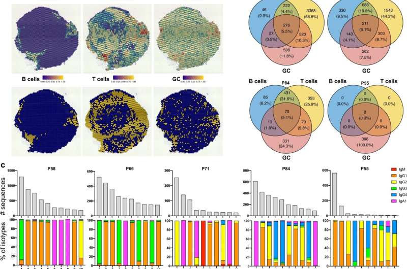 Study uncovers how B cells react to skin cancer