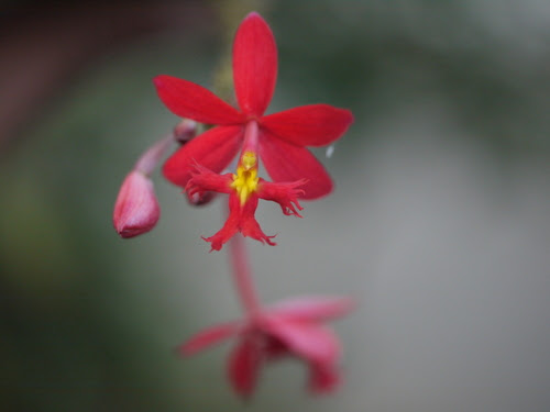 Epidendrum radicans Pav. ex Lindl.