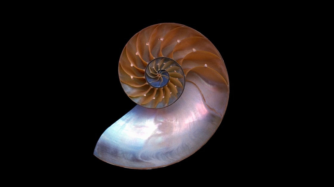 nautilus-shell-golden-ratio (1)