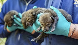 American red wolf pups born at North Carolina Zoo, Asheboro, in May.