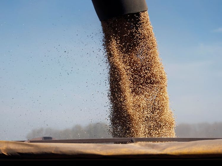 La Bolsa de Comercio de Rosario recortó la estimación de cosecha de soja, la que alcanzaría las 50.500.000 toneladas. Reuters/Enrique Marcarian