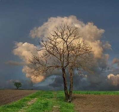 Cloud-or-Tree