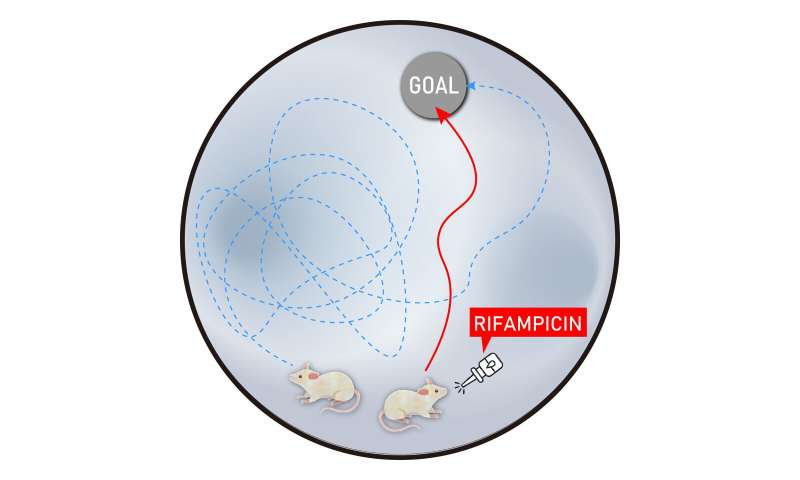 Stopping C9orf72-linked dementia in mutant mice with antibiotic rifampicin