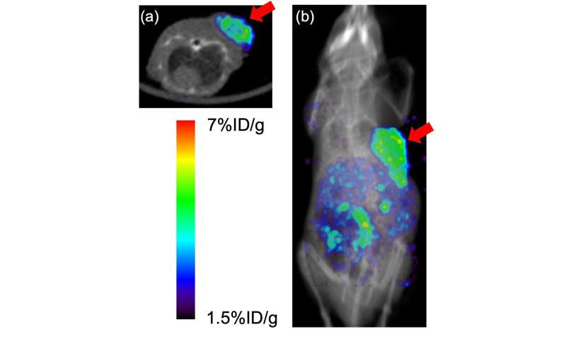 Radiometals and radiohalogens: A potential new combination for cancer treatment