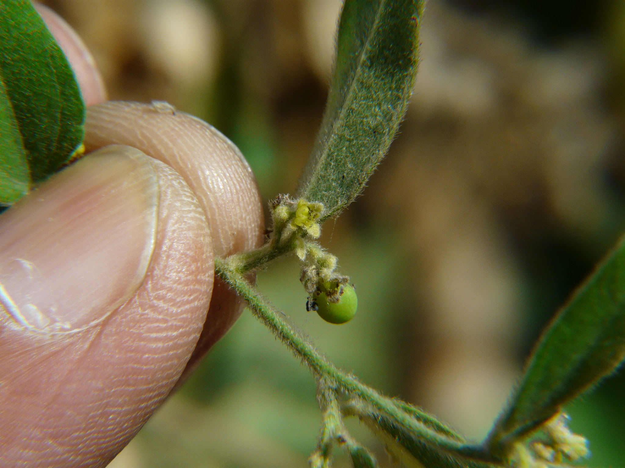 Cocculus hirsutus (L.) W.Theob.