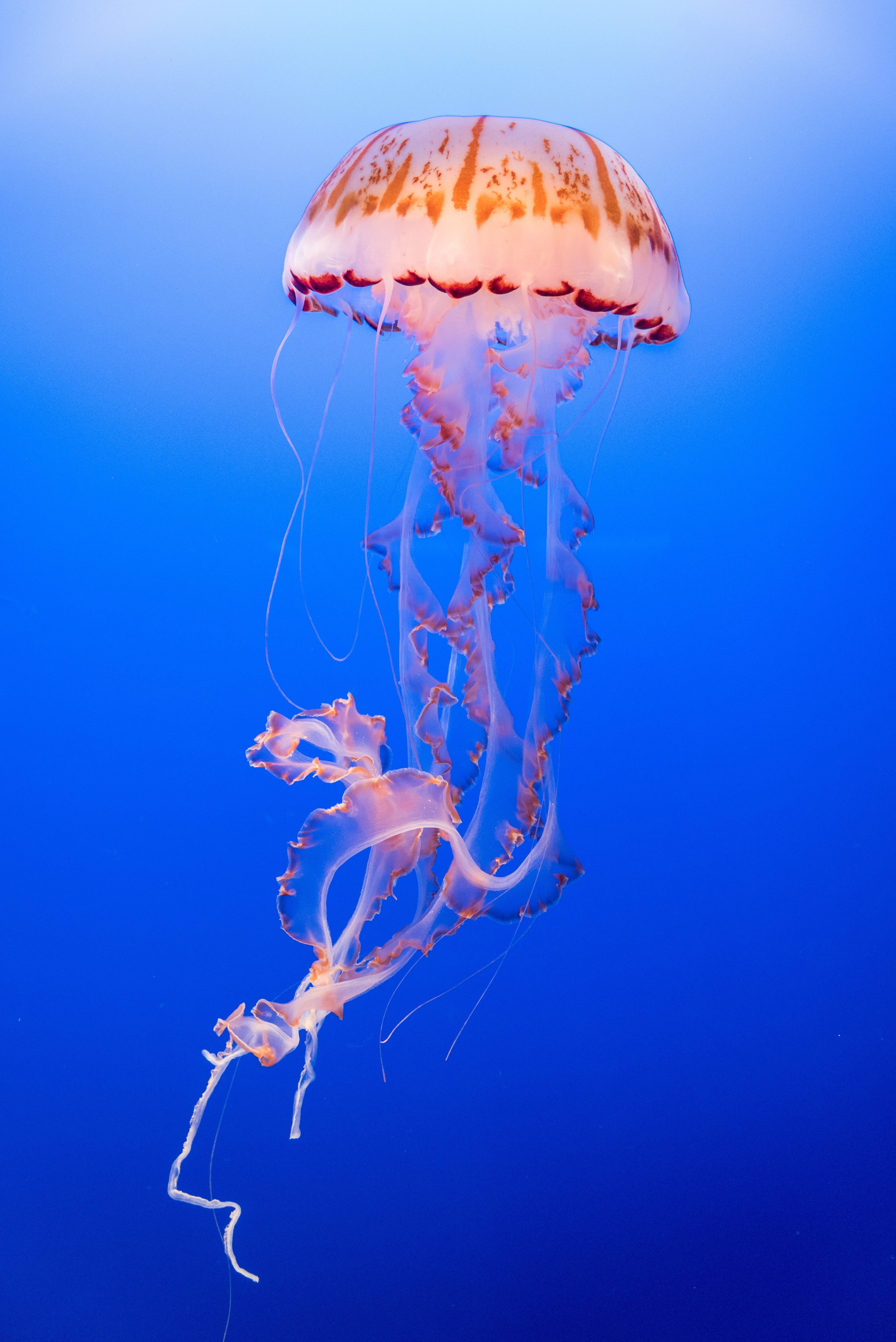 Saturated blue background with lighter halo toward the top. Jellyfish with pink tones and orange details and long tentacles floating beneath. Photo by Gunapathy Kumar via Unsplash.