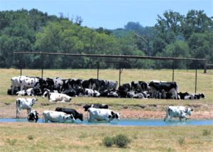 six head of cattle stand in a pond while the rest of the herd stands or lays beneath a shade structure