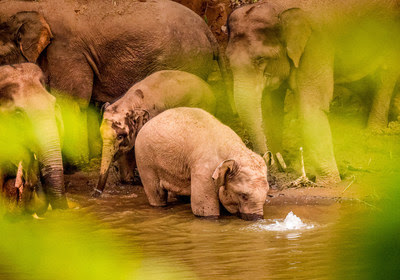 The Asian elephants frolic in the forest. (Photo by Li Xingyu)