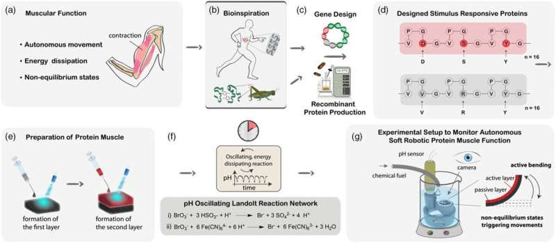 Artificial muscles made of proteins