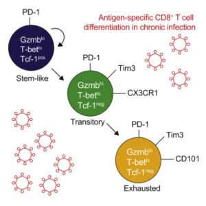 Transition to exhaustion: clues for cancer immunotherapy