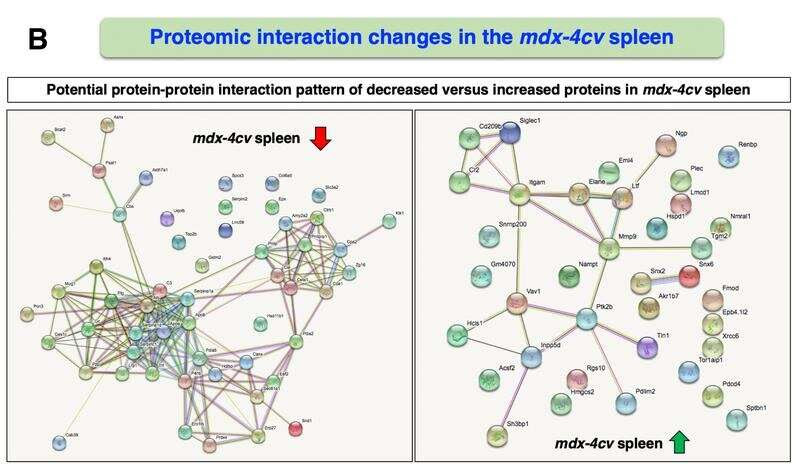 "Crosstalk" between muscle and spleen in Duchenne muscular dystrophy