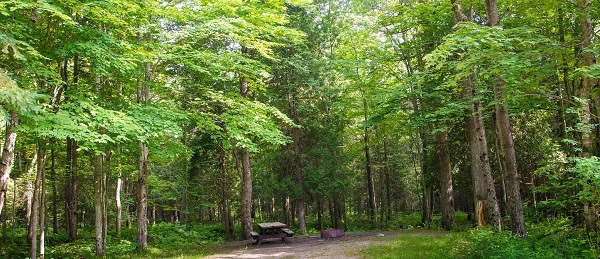 A scenic view at Black River State Forest Campground