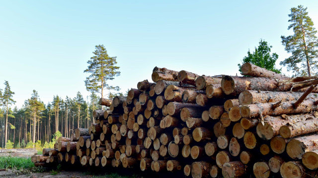 Força-tarefa de SP apreende 500 metros cúbicos de madeira ilegal